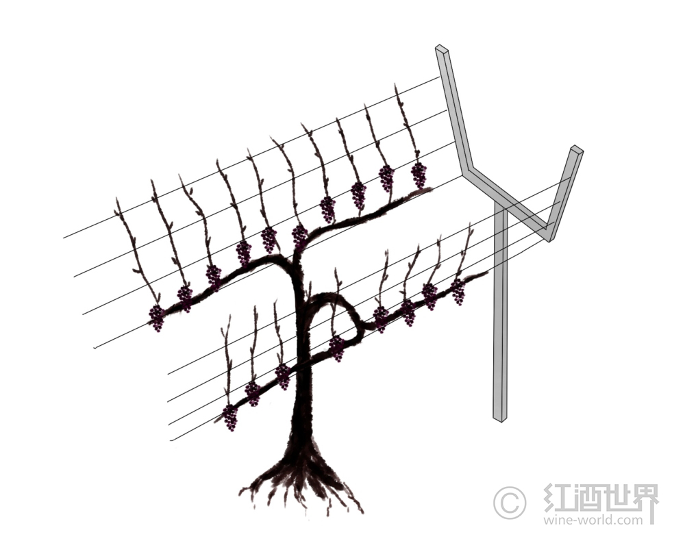 葡萄树美丽的造型背后大有学问