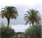 雙棕櫚酒莊(Twin Palms Vineyard)