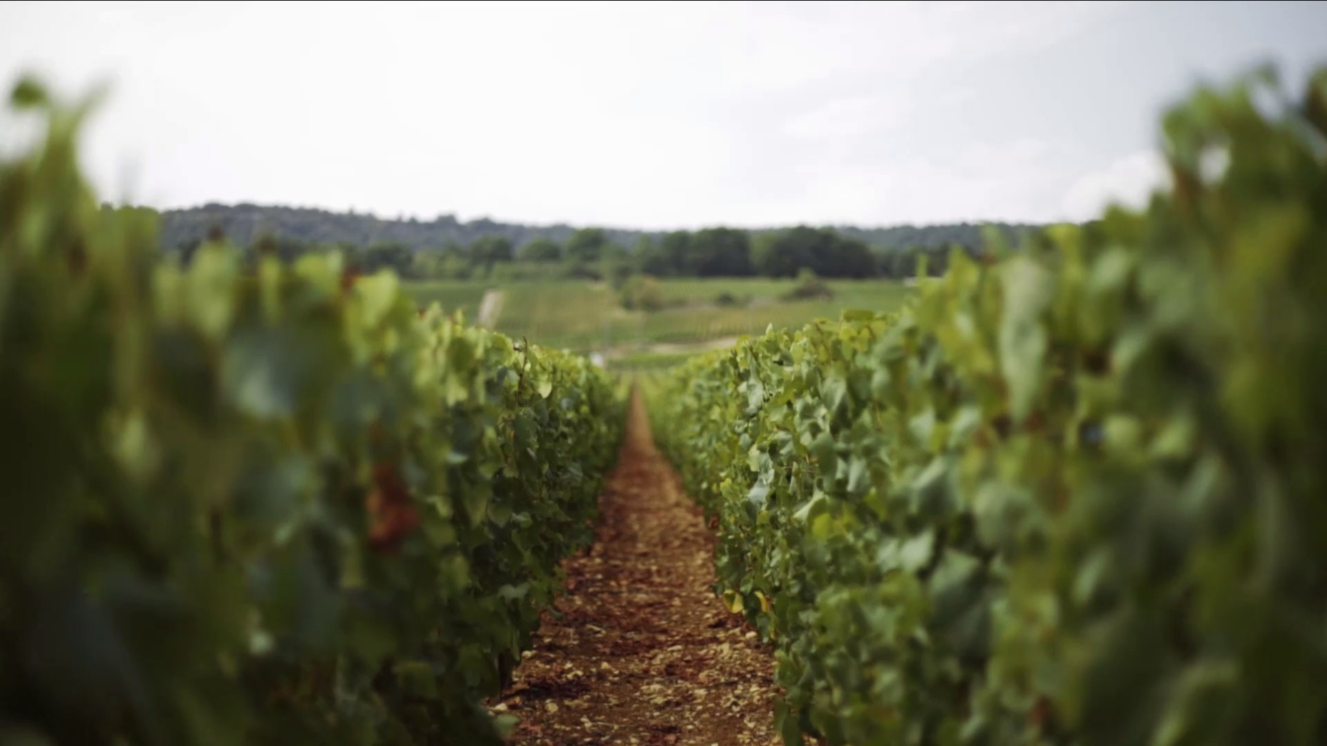 沃尔奈的详尽与重大：2013年布瓦洛酒庄（沃尔奈村落）红葡萄酒