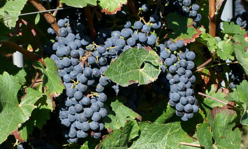 葡萄酒中的包公：盘货深色葡萄种类