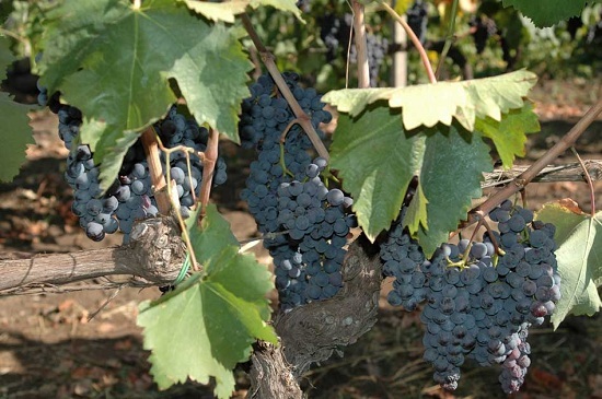 酿造埃特纳火山酒的西西里原生种类