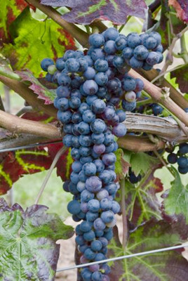 一文知曉意大利本土經典紅葡萄品種