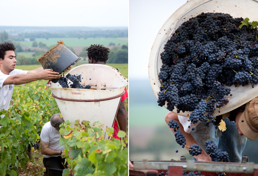 2013年塞纳伯爵瓦泽：斯文而不失重大的一级园葡萄酒