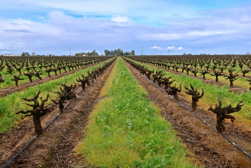 彭博社：未来哪些葡萄酒产区最“知足”？