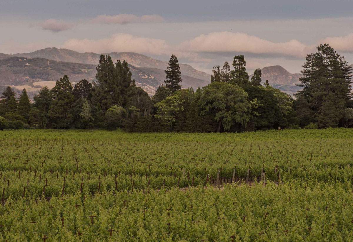 美国顶级葡萄酒产区纳帕谷发生地震
