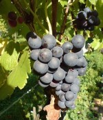详解德国主要红葡萄品种