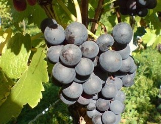 详解德国主要红葡萄品种