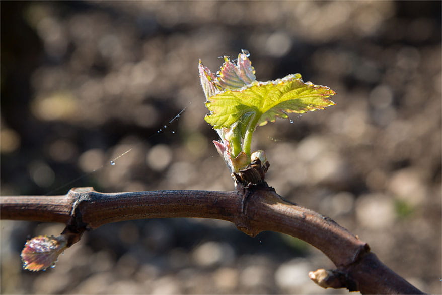 冰凉春天将导致法国往年的葡萄产量骤减