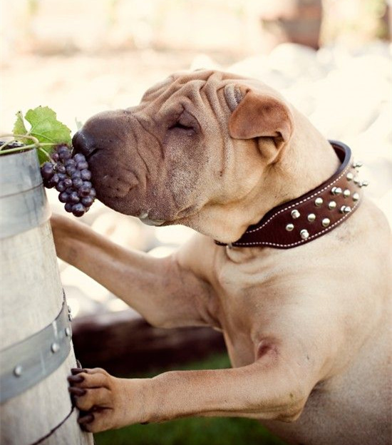 探秘嗅觉：人类闻酒香的能耐比患上过狗吗？