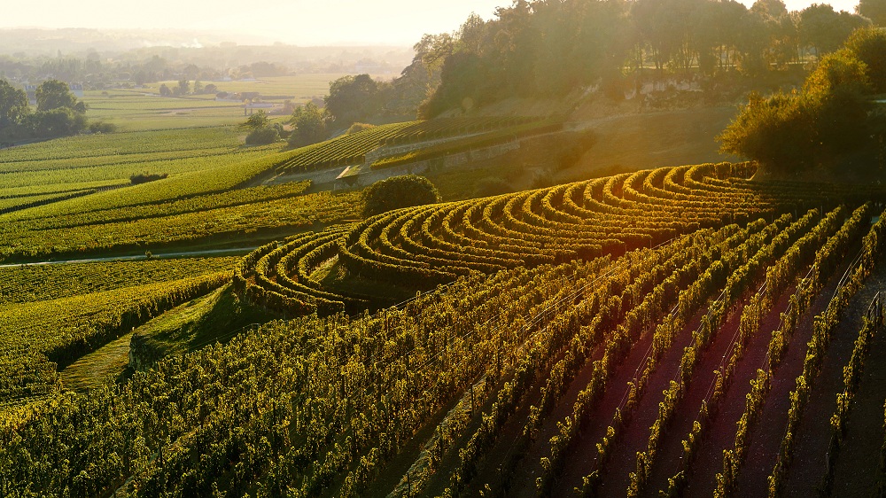 都叫“Grand Cru”，着实它们纷比方样