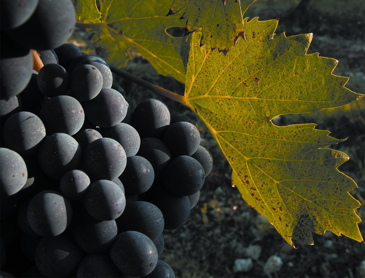 速成课堂：意大利最驰名的利最类桑葡萄种类——桑娇维塞