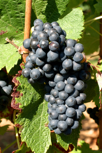 7个不可不知的地域特色红葡萄种类