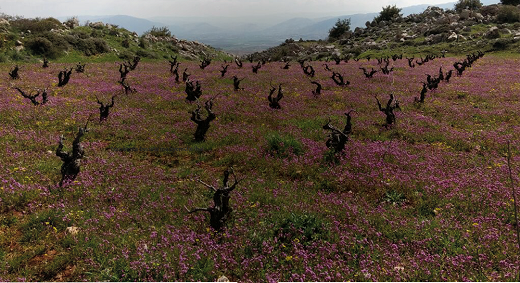 黎巴嫩葡萄酒：你可能不知道的5件事