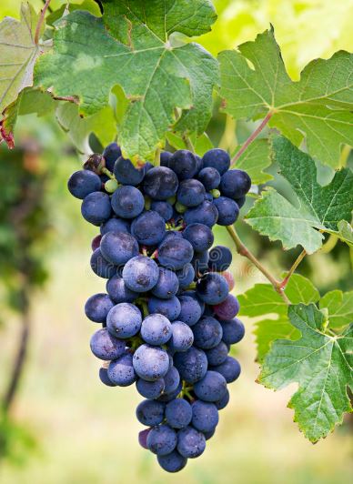 巴贝拉这种葡萄主要种植在哪个国家?