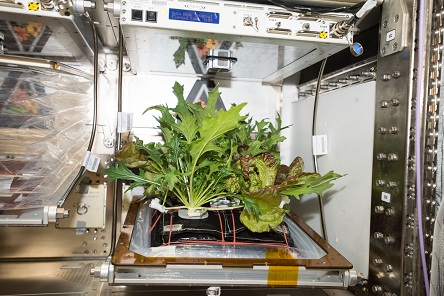 美国宇航局专访：太空食物的11个底细
