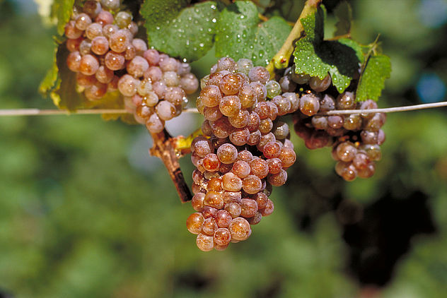 闻香识琼浆——罕有的馥郁型白葡萄种类