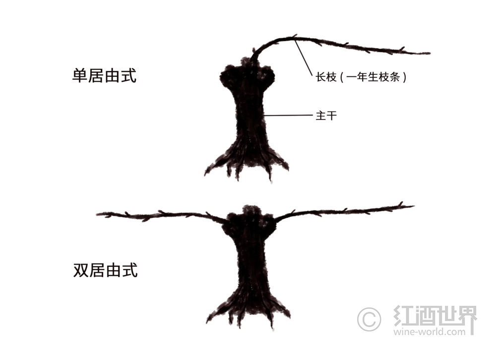葡萄树：详尽的“造型”眼前大有学识