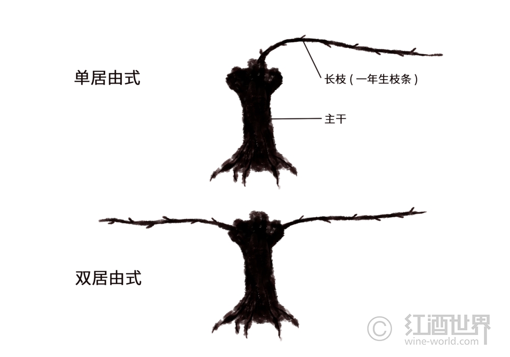 葡萄樹：美麗的“造型”背后大有學問