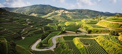 亚洲买家增长全天下葡萄园价钱上涨