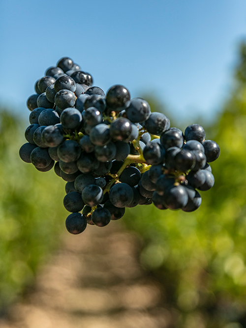 罕有的5大红葡萄种类有哪些典型风韵？