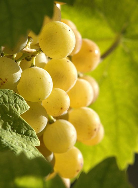 馥郁型白葡萄种类一览