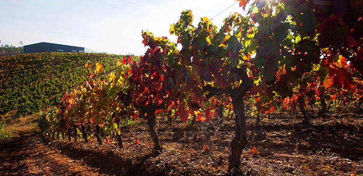 葡萄牙：与众差距的葡萄酒王国