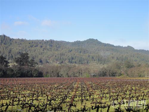 加州不只有纳帕：探索加州其他8大优质葡萄酒产区