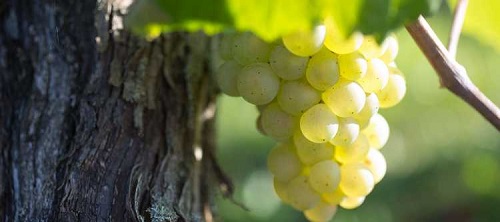 酿酒葡萄与咱们艰深吃的葡萄事实有何差距？