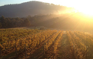 天文臺山酒莊Observatory Hill Vineyard