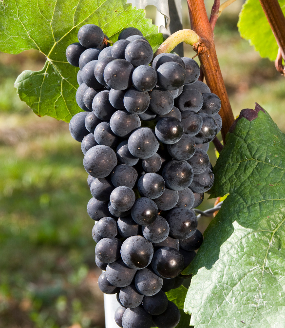勃艮第葡萄种类的主流与非主流