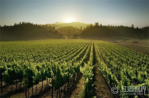 法国与“世界最佳葡萄酒旅游目的地”称号失之交臂