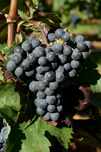 中国主要酿酒葡萄种类大盘货