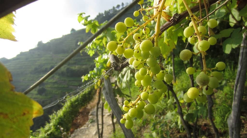 利古里亚的本土葡萄品种和特色葡萄酒