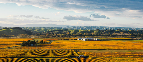 2013：新西兰史上最佳葡萄酒年份