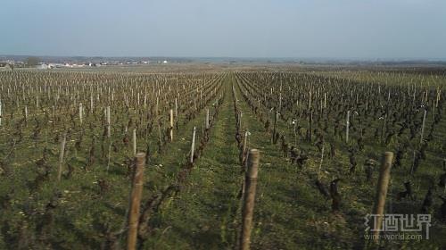 葡萄酒投资热潮增长法国葡萄园价钱上涨