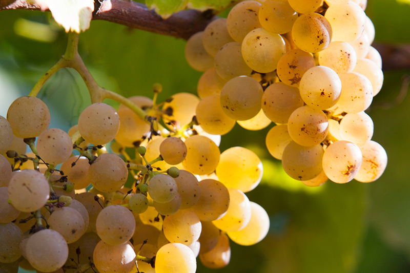 细说西班牙两大白葡萄品种--弗德乔和阿尔巴利