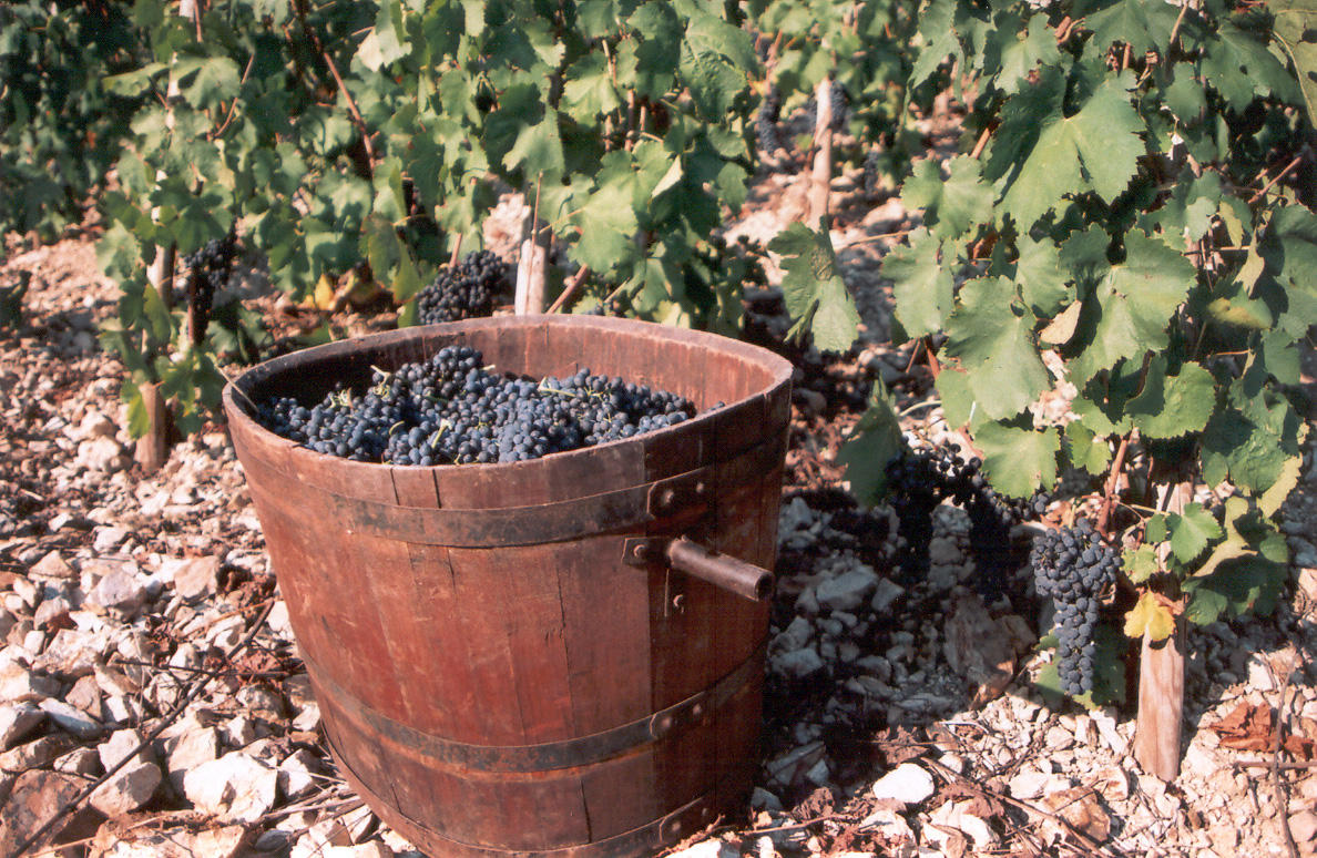 罗第丘的红葡萄酒为甚么要加白葡萄？