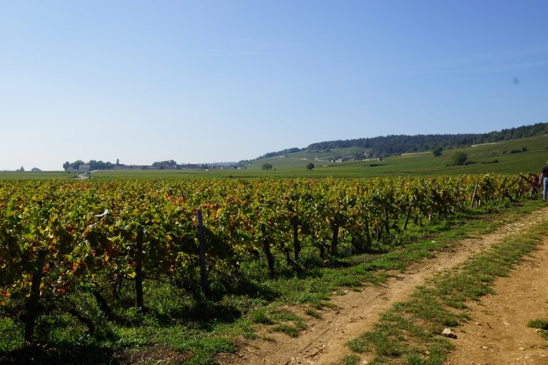 勃艮第“王者”——热夫雷-香贝丹的优异葡萄园