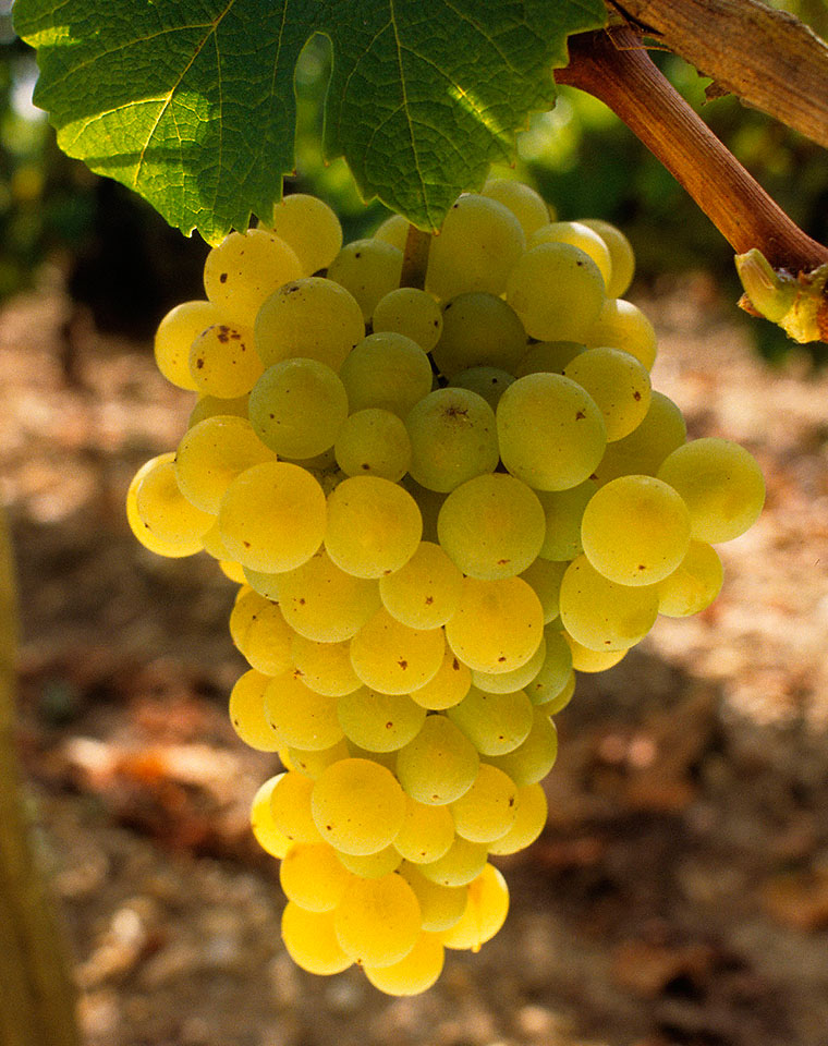 2015年波尔多白葡萄采收将于下周开始