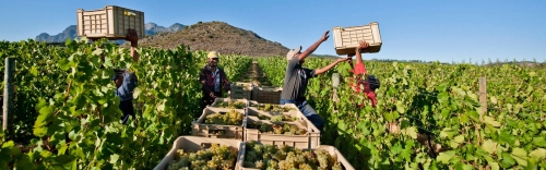 5种罕有的南非葡萄酒
