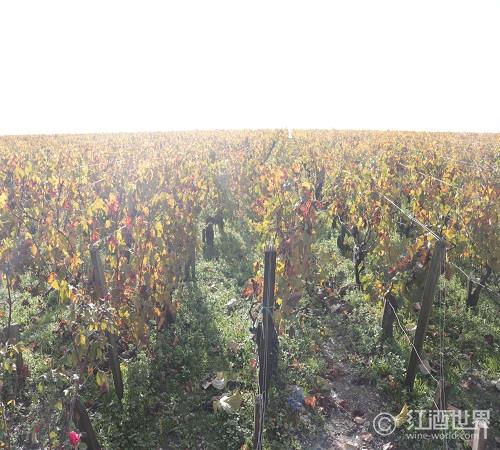 法国将放宽葡萄园种植法规