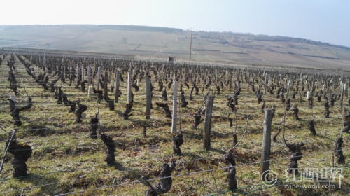最新数据：全球葡萄园面积、葡萄酒产量和消费情况