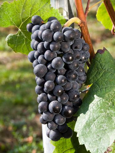 主要红葡萄种类小知识
