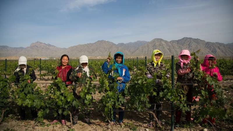 崛起中的中国葡萄酒产区