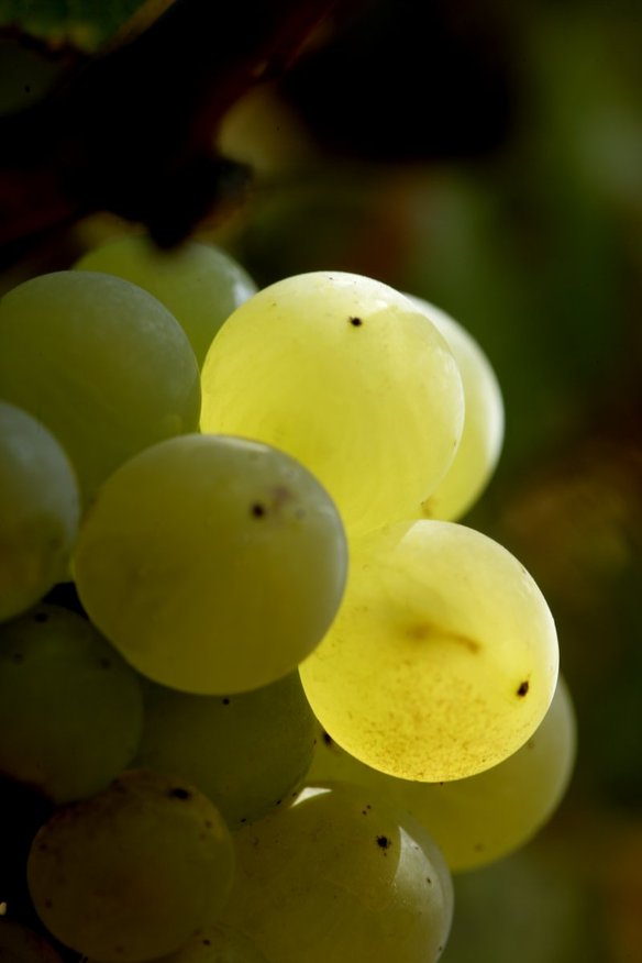这些中国罕有酿酒葡萄种类，你都知道吗？