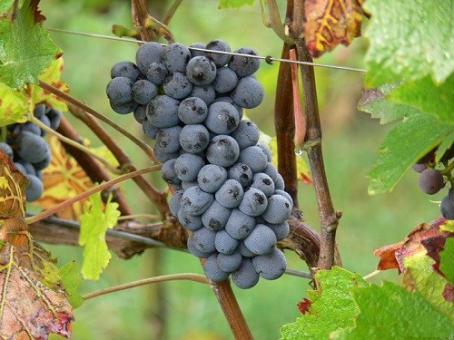 詳解德國主要紅葡萄品種