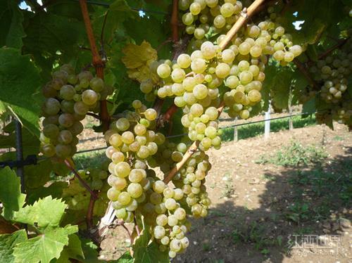 国内葡萄种类盛行导致葡萄酒同质化减轻