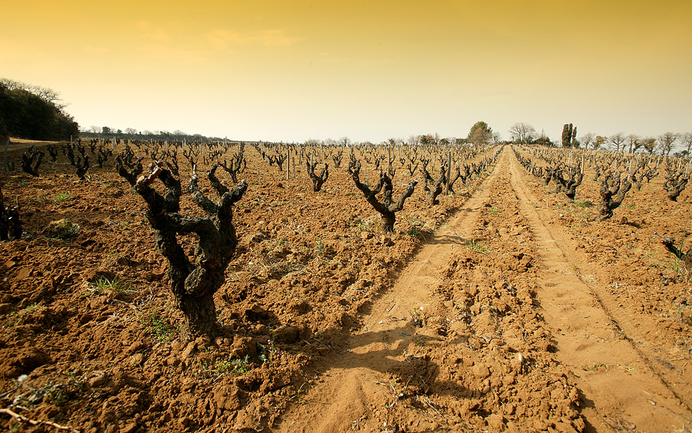 稀雅丝——南法葡萄酒的珍稀艺术品