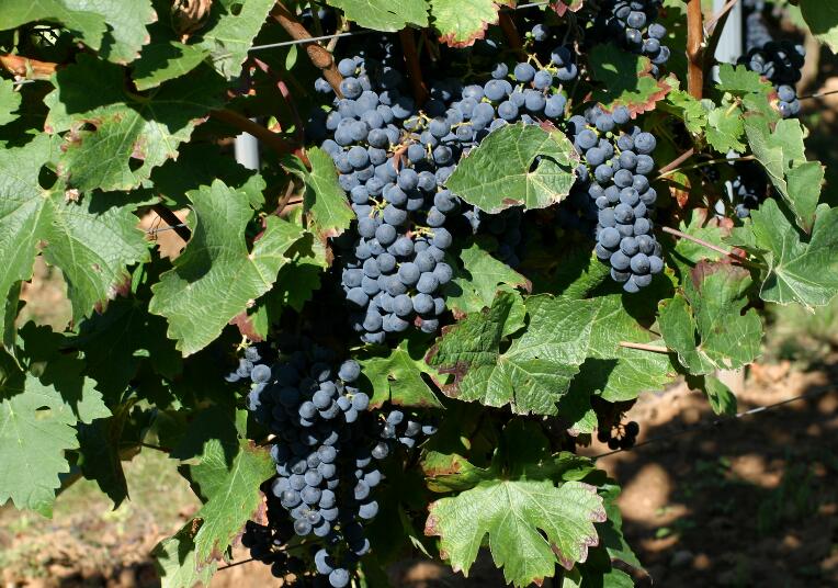 酿酒葡萄与鲜食葡萄的差距