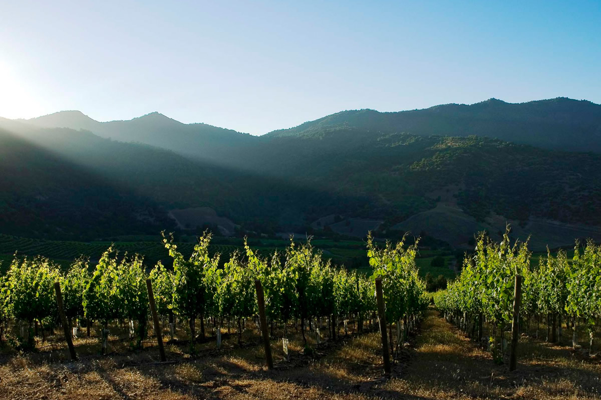 圣地酒庄成为智利首个取患上零碳排放认证的酒庄